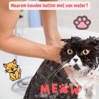 Waarom houden katten niet van water: 7 Feitjes 2 Waarom houden katten niet van water