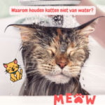 Waarom houden katten niet van water kat douche