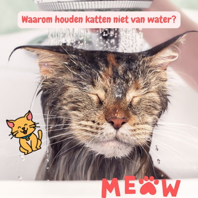 Waarom houden katten niet van water: 7 Feitjes 1 Waarom houden katten niet van water kat douche