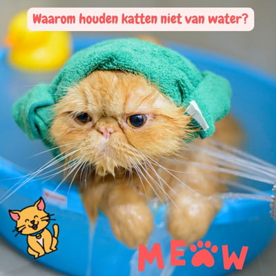 Waarom houden katten niet van water: 7 Feitjes 3 Waarom houden katten niet van water kat in bad