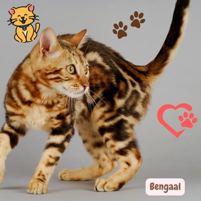 De Bengaal: waar schoonheid en wildernis samenkomen 1 Bengaal