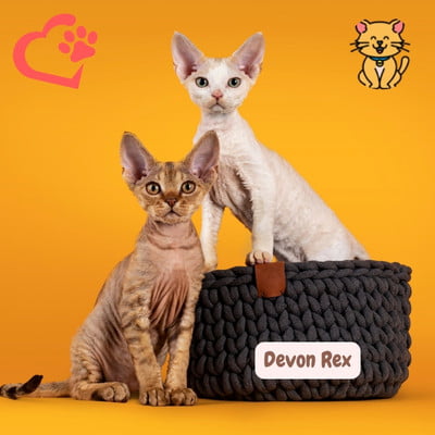 Devon Rex 101: Een uniek knuffelbaar karakter 1 Devon Rex