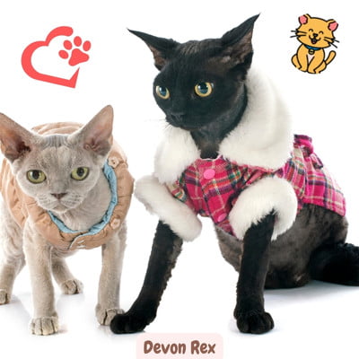 Devon Rex 101: Een uniek knuffelbaar karakter 2 Devon Rex katten