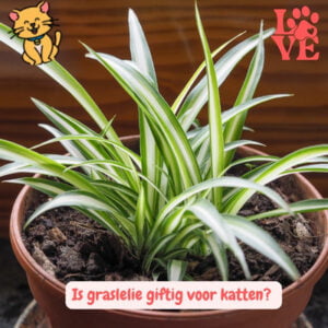Graslelie katten giftig of niet