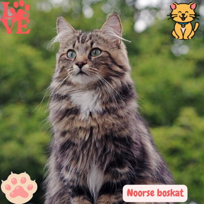 Noorse Boskat - Robuust, Krachtig en Liefdevolle Aard 2 Jonge Noorse Boskat