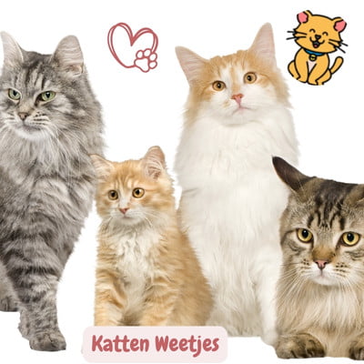100 fascinerende Katten Weetjes om te Delen en Te Lachen 1 Katten weetjes