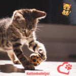 Kattenballetjes