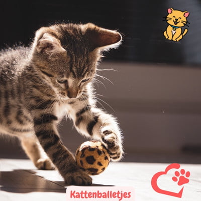 Kattenballetjes Veroveren Harten! 15x Speelse Magie 1 Kattenballetjes