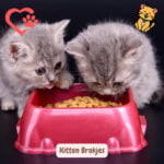 Kitten brokjes