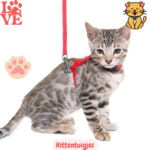 Samen Op Stap: 15 Kittentuigjes voor Onvergetelijke Avonturen 133 Kittentuigjes