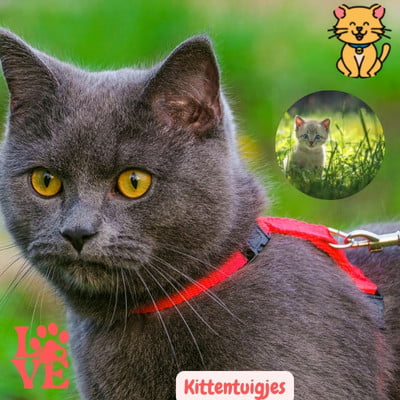 Samen Op Stap: 15 Kittentuigjes voor Onvergetelijke Avonturen 21 Kittentuigjes kat
