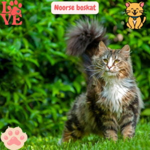 Noorse Boskat - Robuust, Krachtig en Liefdevolle Aard 15 Noorse Boskat