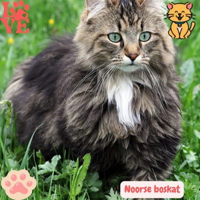 Noorse Boskat - Robuust, Krachtig en Liefdevolle Aard 3 de Noorse Boskat