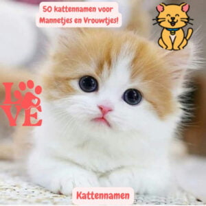 Kattennamen: Ontdek de Top 50 voor Mannetjes en Vrouwtjes! 11 kattennamen