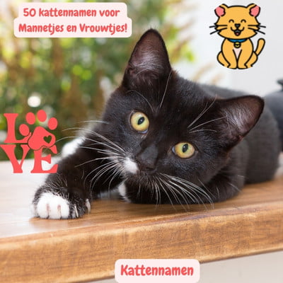 Kattennamen: Ontdek de Top 50 voor Mannetjes en Vrouwtjes! 3 kattennamen kat