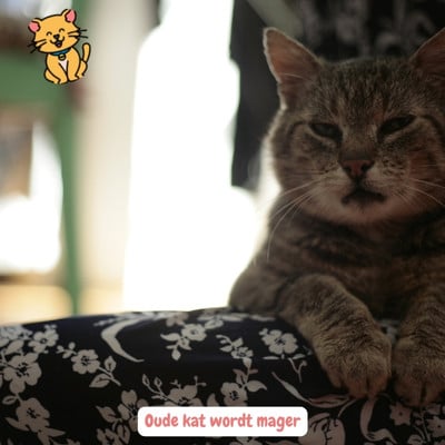 Oude kat wordt mager