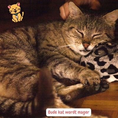 Oude kat wordt mager en slaapt 
