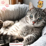 een Trixie kattenmand