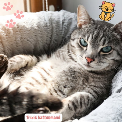 Beste Trixie Kattenmand: 15x een Comfortabele Rustplek 1 een Trixie kattenmand