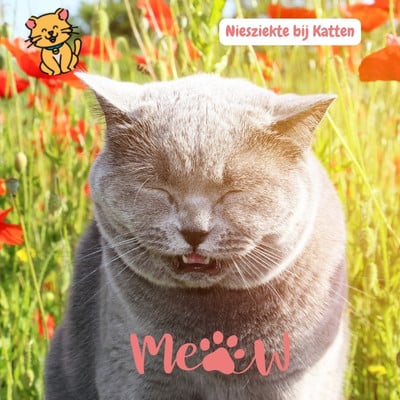 Niesziekte bij katten: 8 Echt Alarmerende signalen 2 Niesziekte Kat