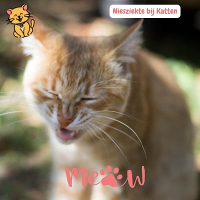Niesziekte bij katten: 8 Echt Alarmerende signalen 6 Niesziekte bij Katten