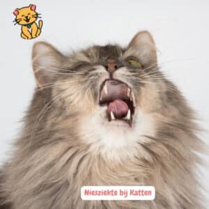 Niesziekte bij katten: 8 Echt Alarmerende signalen 32 Niesziekte bij Katten