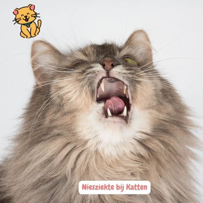 Niesziekte bij katten: 8 Echt Alarmerende signalen 1 Niesziekte bij Katten