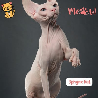 Sphynx Kat: Unieke Schoonheid & Charme Zonder Vacht 2 Sphynx Kat