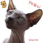 Sphynx Kat: Unieke Schoonheid & Charme Zonder Vacht 24 Sphynx Katten