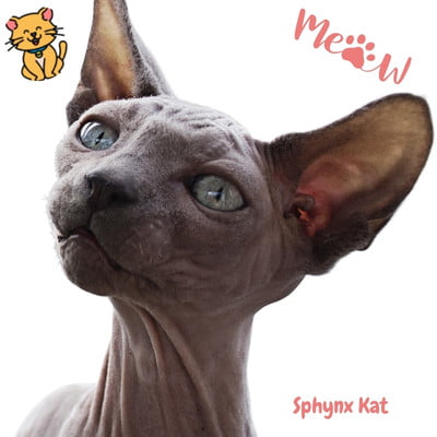 Sphynx Kat: Unieke Schoonheid & Charme Zonder Vacht 1 Sphynx Katten