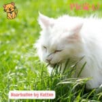 Haarballen bij katten: 7 Tips om ze echt te voorkomen 108 haarballen bij katten kat eet gras