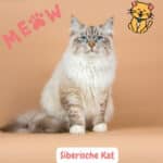 Siberische Kat: Charismatisch Ras met Sterk Karakter! 28 Siberische Kat