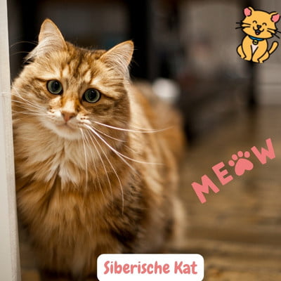 Siberische Kat: Charismatisch Ras met Sterk Karakter! 3 Siberische Katten