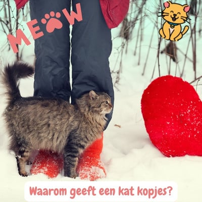 Waarom geven katten kopjes? En wat betekent het Echt 3 Waarom geven katten kopjes
