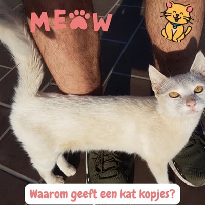 Waarom geven katten kopjes? En wat betekent het Echt 2 Waarom geeft een kat kopjes