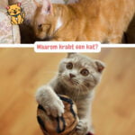 Kat Krabt: Ontdek 5 Krachtige Manieren om dit te Beheersen! 26 Waarom krabt een kat