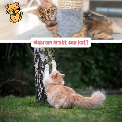 Kat Krabt: Ontdek 5 Krachtige Manieren om dit te Beheersen! 9 Waarom krabt een kat eigenlijk
