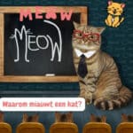 Waarom miauwt een kat