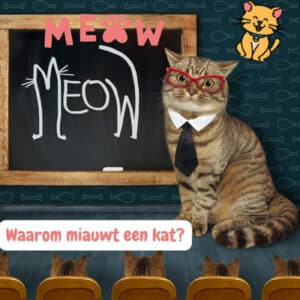 Waarom miauwt een kat