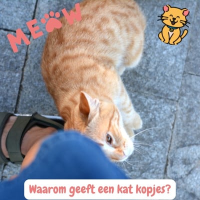 Waarom geven katten kopjes? En wat betekent het Echt 1 kat geeft kopjes