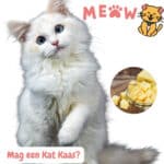 Mag een kat kaas? Alles wat je moet weten! 103 Mag een kat kaas