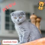 De Scottish Fold Kat: Magische Schoonheid 25 Scottish Fold