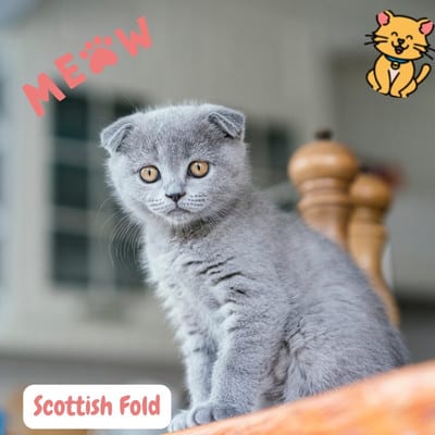 De Scottish Fold Kat: Magische Schoonheid 1 Scottish Fold