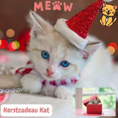 Kerstcadeau Kat: Ontdek Unieke Geschenkideeën en Tips! 23 kerst cadeau kat