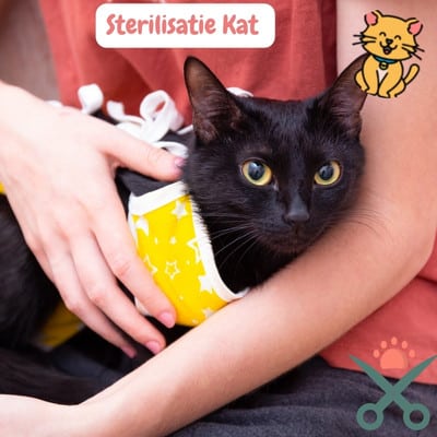 Katten sterilisatie: Voordelen, Leeftijd en Nazorggids 2024 2 Katten Sterilisatie