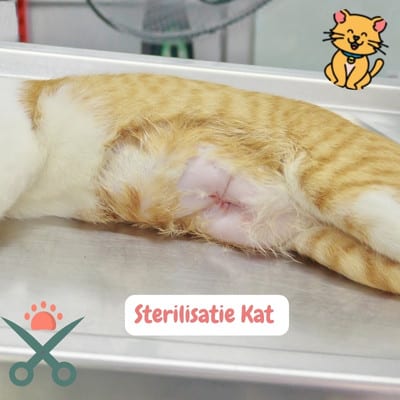 Katten sterilisatie: Voordelen, Leeftijd en Nazorggids 2024 3 Katten Sterilisatie operatie
