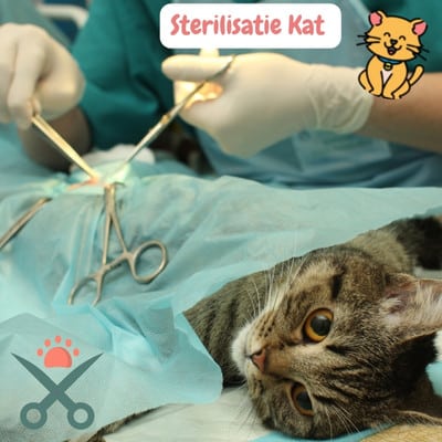 Katten sterilisatie: Voordelen, Leeftijd en Nazorggids 2024 1 Sterilisatie kat