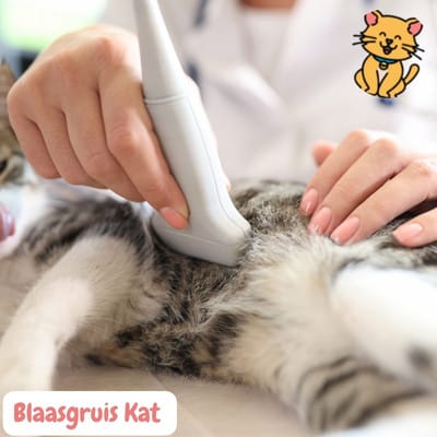 Blaasgruis kat