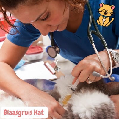 Blaasgruis bij katten