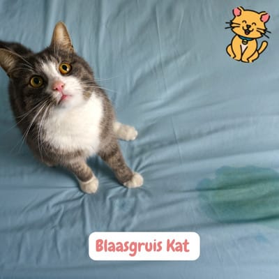 Blaasgruis kat